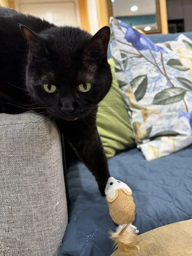 Jada Declawed thumbnail 2