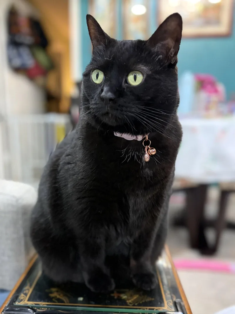 Jada Declawed thumbnail 3