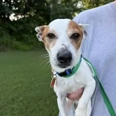 A senior small-sized male Black Rat Terrier dog named Scampe for adoption in Tulsa, OK