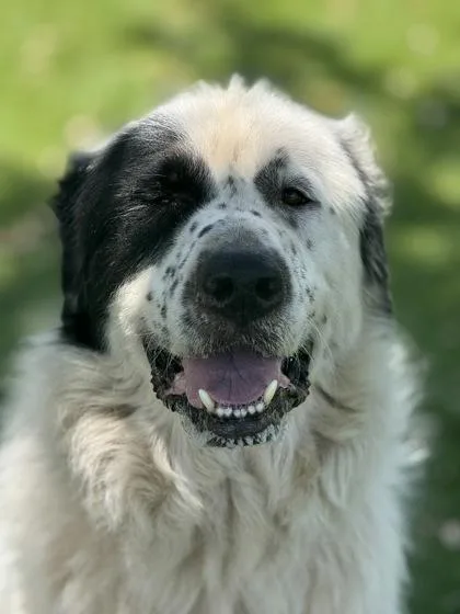 Oliver