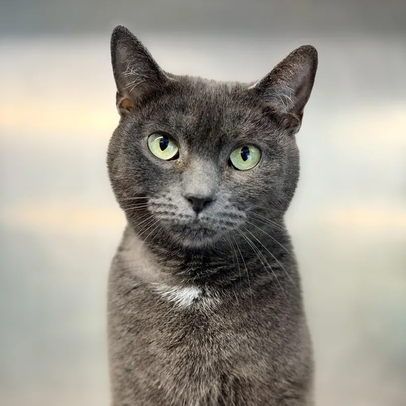 An adult medium-sized female Gray / Blue / Silver Domestic Short Hair cat named Mina for adoption in Jackson, NJ