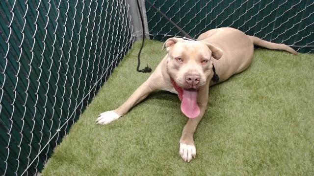 An adult medium-sized male Pit Bull Terrier dog named Guero for adoption in Downey, CA