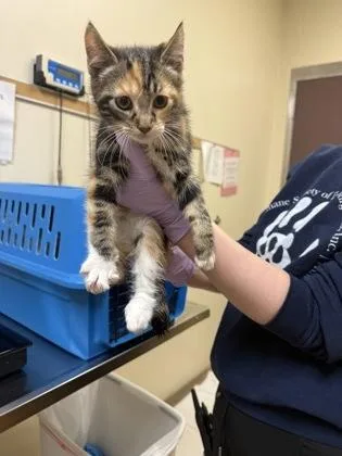 A baby small-sized female Domestic Short Hair cat named Nike for adoption in West Chester, PA