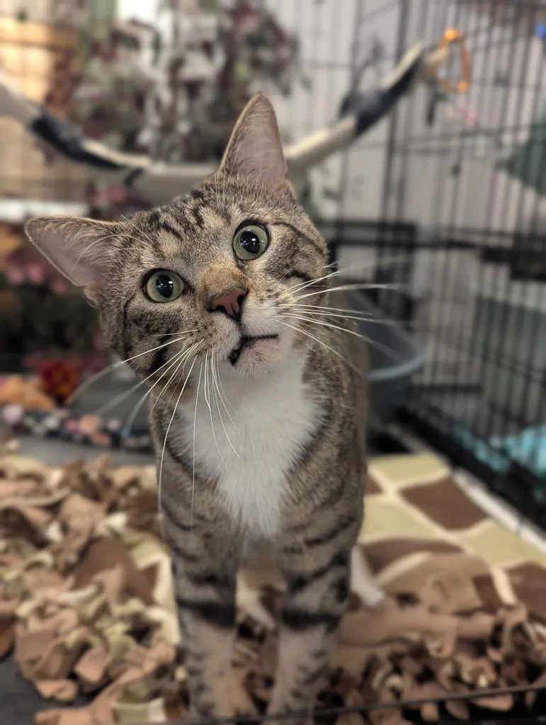 A young medium-sized male Domestic Short Hair cat named Hudson for adoption in St. Cloud, MN