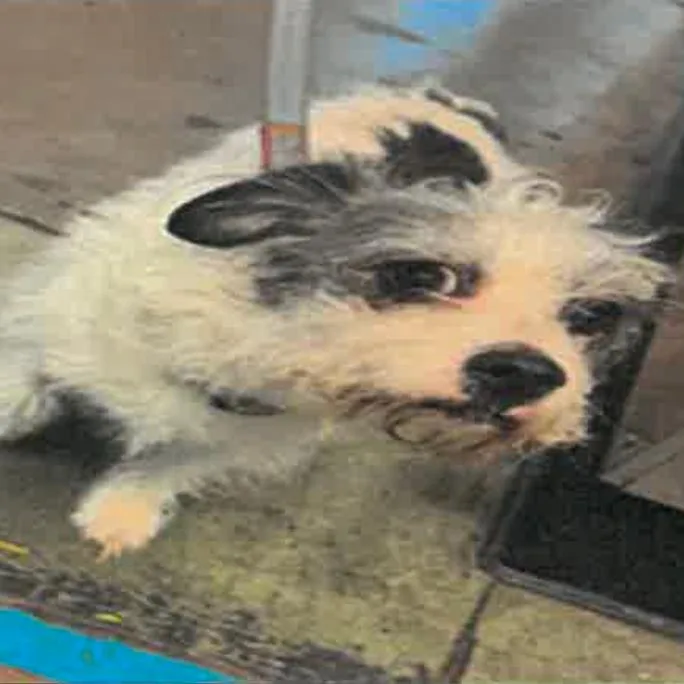 A senior small-sized female White / Cream Border Terrier dog named Paloma A for adoption in Mission Hills, CA