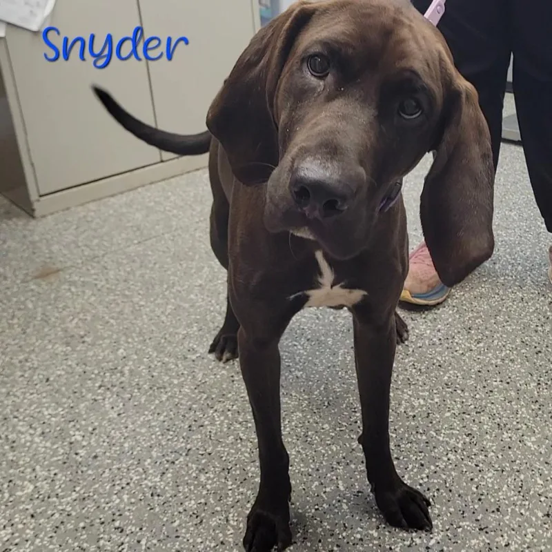 An adult large-sized male Brown / Chocolate Hound dog named Whiskey for adoption in Parkersburg, WV