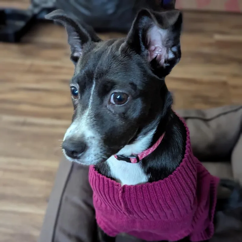 Roxie aka GiGi