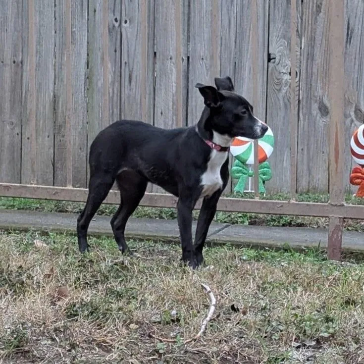 Roxie aka GiGi thumbnail 2