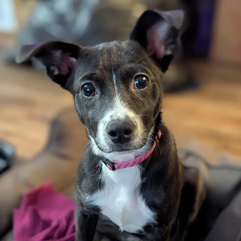 Roxie aka GiGi thumbnail 3