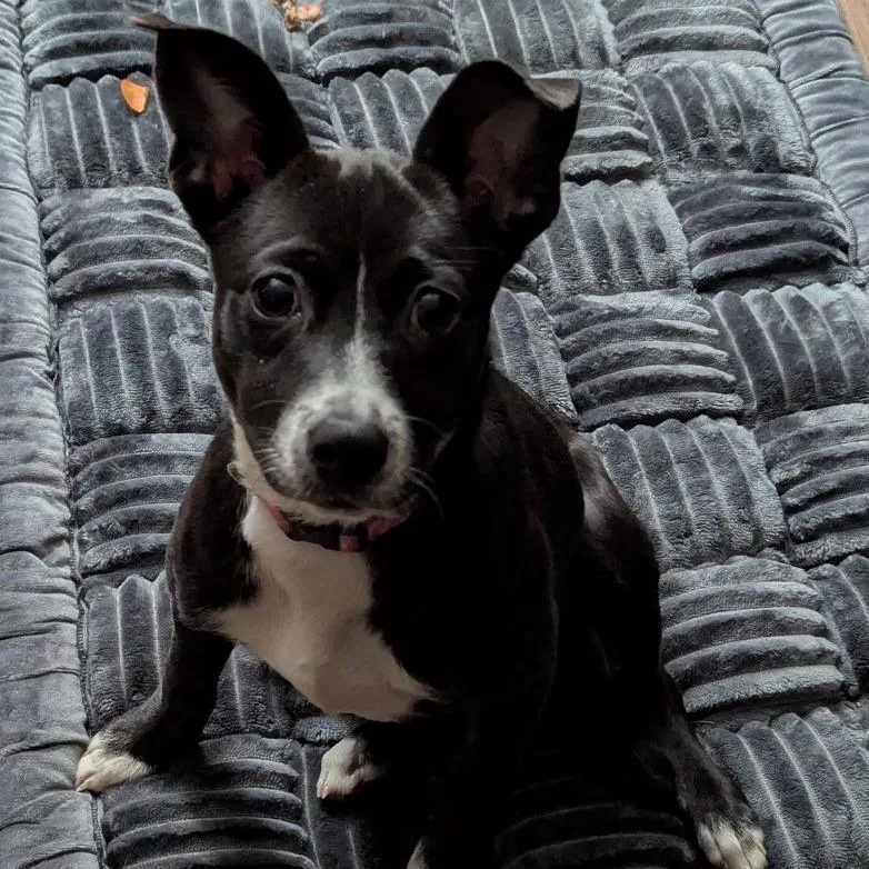 Roxie aka GiGi thumbnail 4
