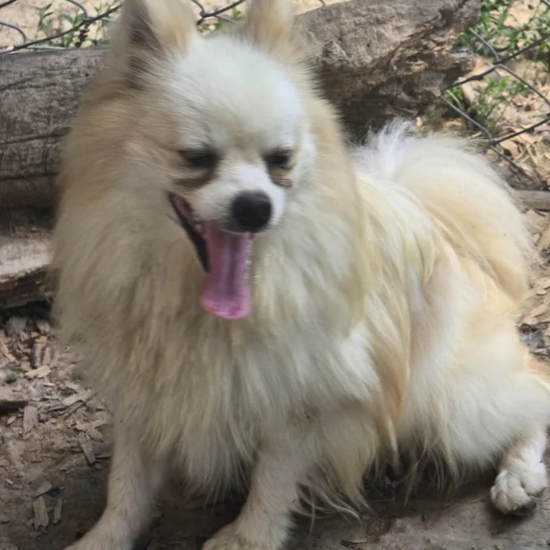 A young small-sized male White / Cream Pomeranian dog named Maverick for adoption in Zaleski, OH