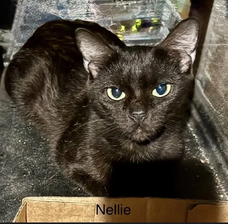 Nellie
