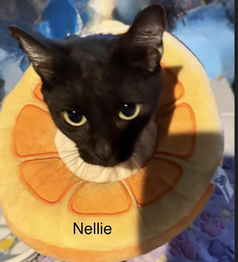 Nellie thumbnail 2