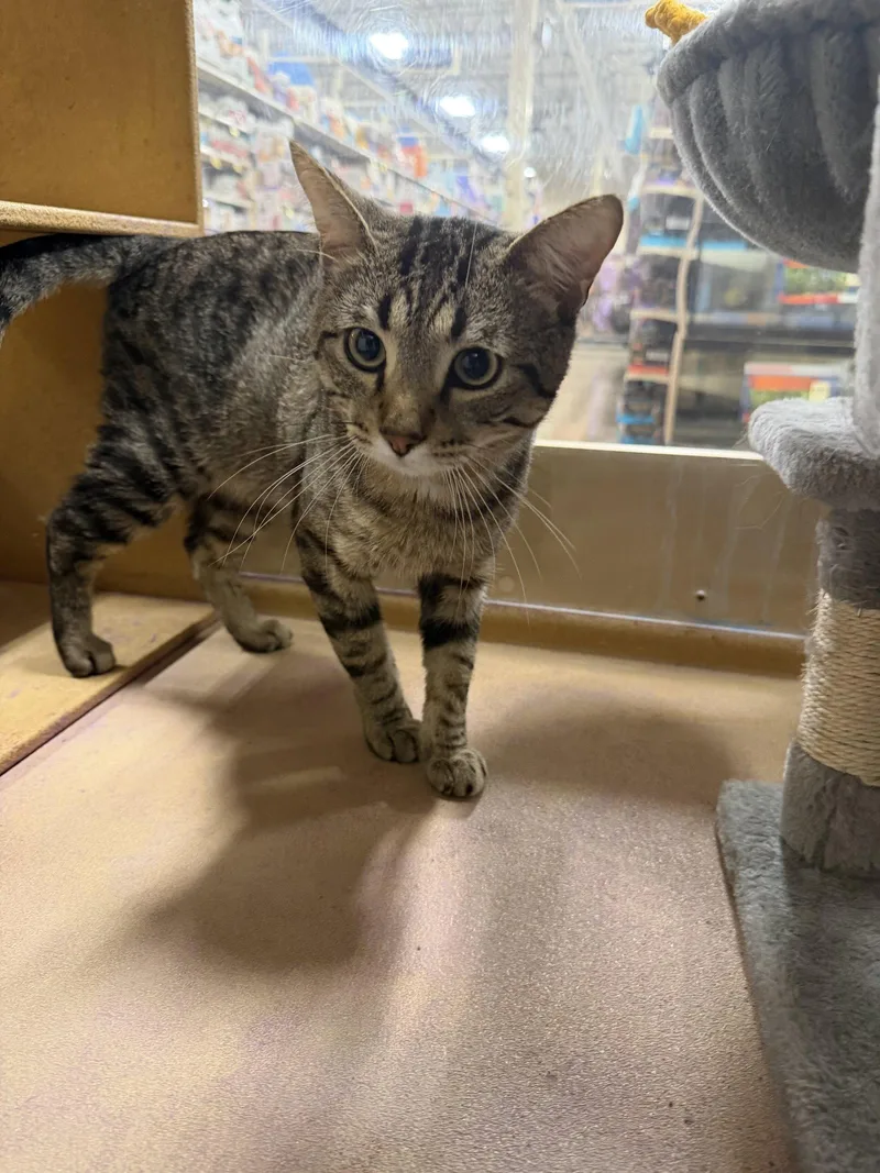 An adult medium-sized male Domestic Short Hair cat named Burgundy for adoption in Wheaton, IL
