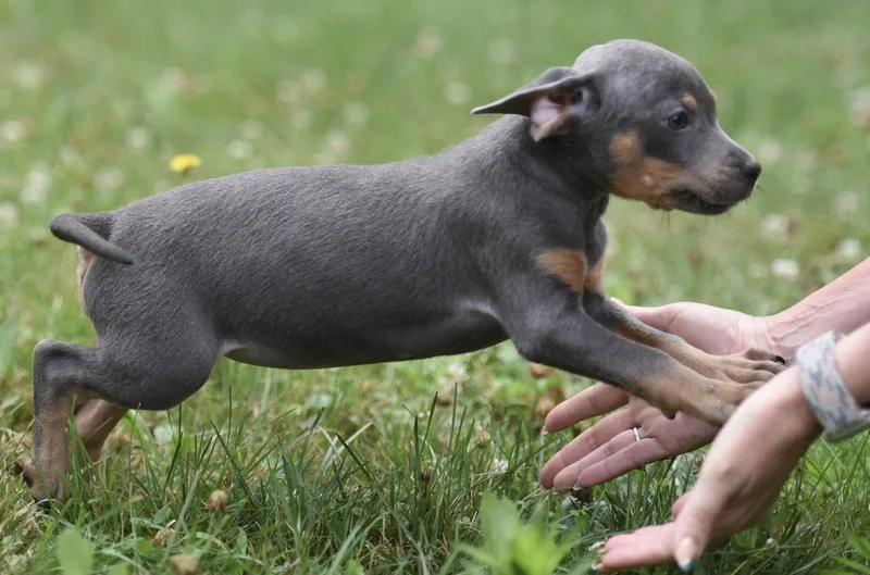 A baby medium-sized female Pit Bull Terrier dog named Gracey for adoption in Mechanicsburg, PA