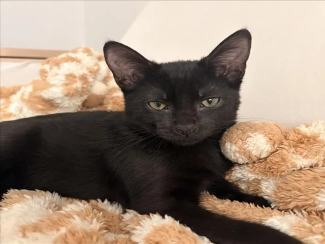 A baby small-sized male Black Domestic Short Hair cat named Hex for adoption in Woodland, CA