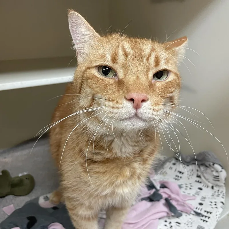 An adult medium-sized male Orange / Red Domestic Short Hair cat named Freddie for adoption in Madison, WI