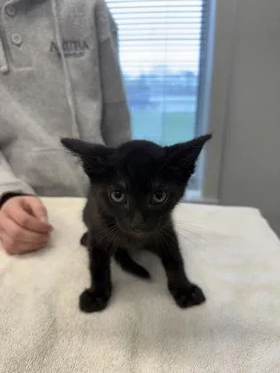 A young small-sized male Domestic Short Hair cat named Dune for adoption in Lafayette, IN