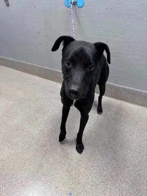 A young medium-sized male Pit Bull Terrier dog named Choso for adoption in Las Vegas, NV