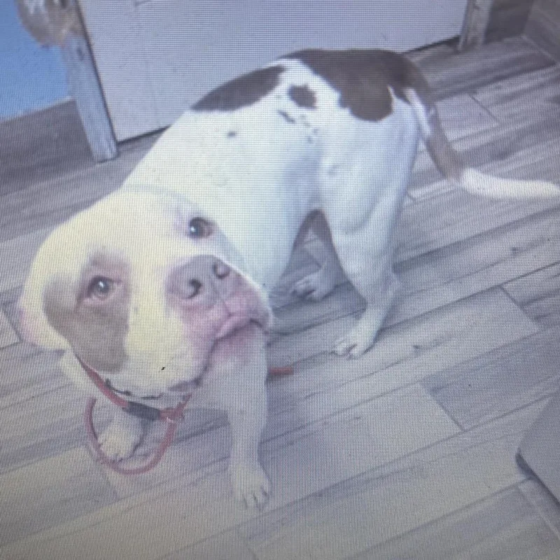 An adult large-sized male White / Cream Mixed Breed dog named Brando for adoption in Henderson, KY