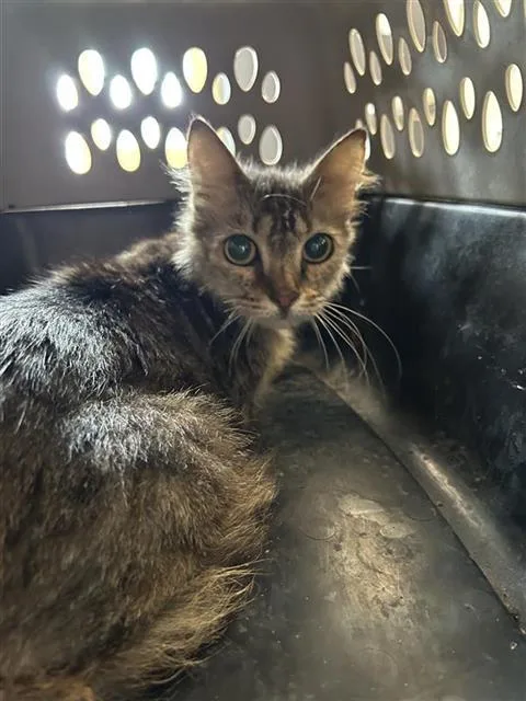 An adult small-sized female Domestic Medium Hair cat named Ash for adoption in San Antonio, TX