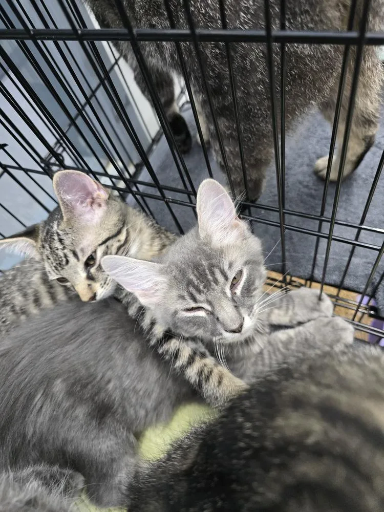 A young small-sized male Gray / Blue / Silver Domestic Short Hair cat named Osiris for adoption in Evansville, IN