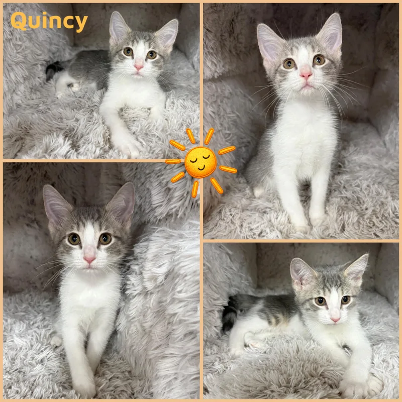 A baby small-sized male Gray & White Domestic Short Hair cat named Quincy for adoption in Louisville, KY