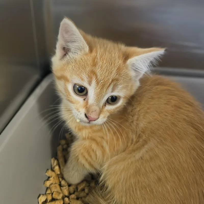 A baby small-sized female Orange / Red Domestic Short Hair cat named Ginger for adoption in Othello, WA