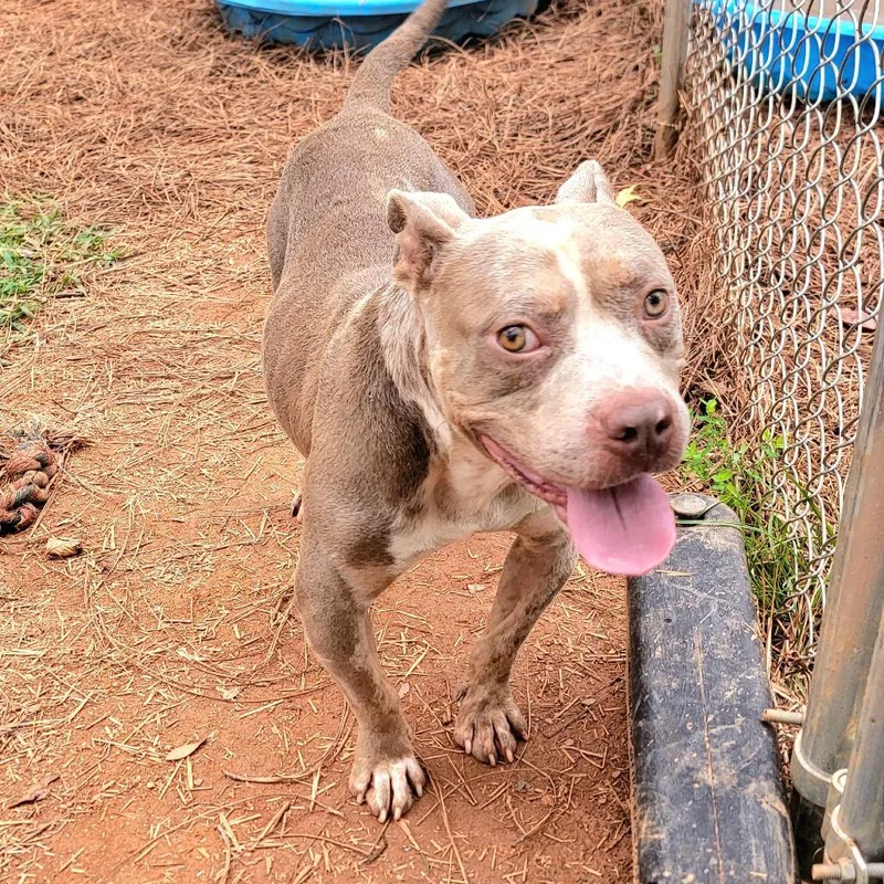 An adult medium-sized male English Bulldog dog named Barrett for adoption in Valley, AL