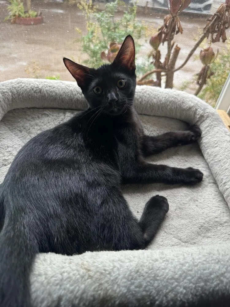 A baby small-sized male Black Bombay cat named Oreo for adoption in Lancaster, CA