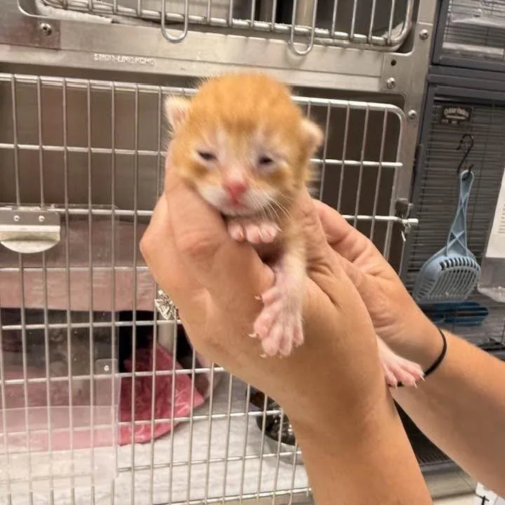 A baby small-sized male Orange / Red Domestic Short Hair cat named Lowen for adoption in Edwardsville, IL