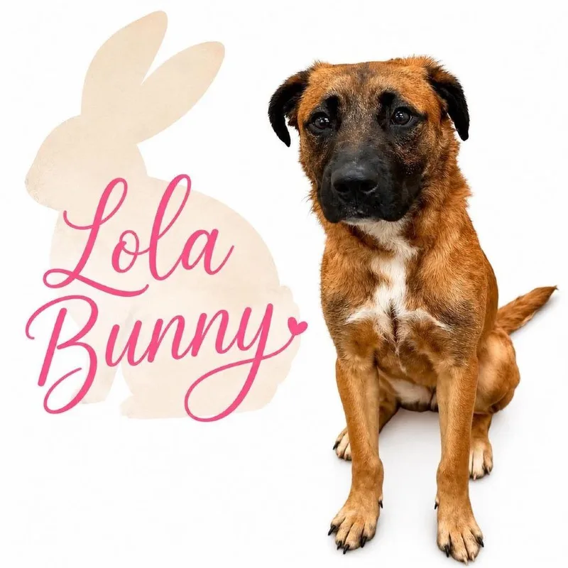 Lola Bunny