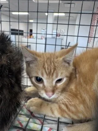 A baby small-sized male Domestic Short Hair cat named Kayden for adoption in West Chester, PA