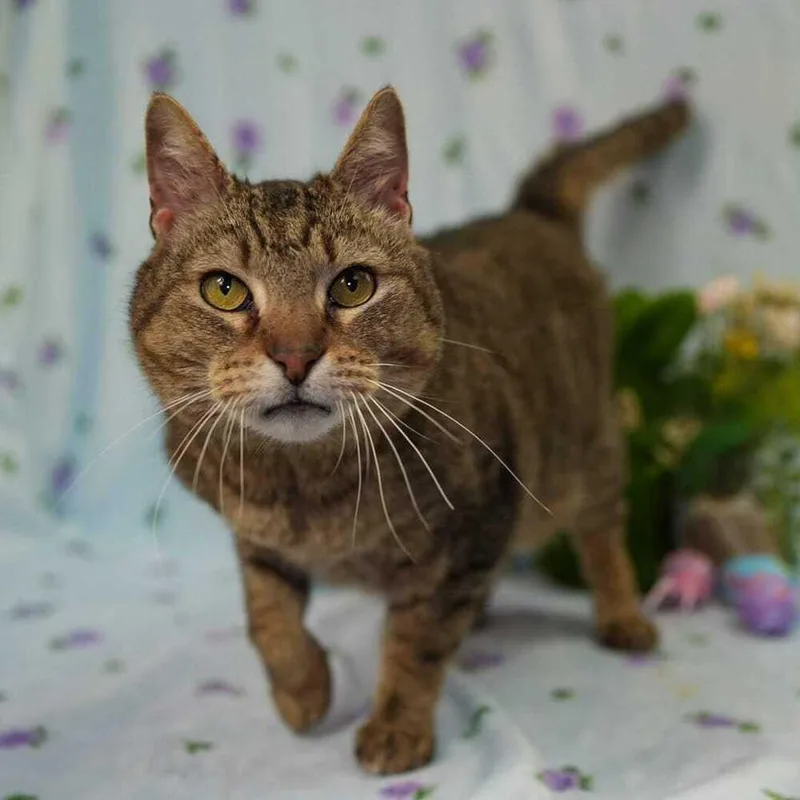 An adult large-sized male Domestic Short Hair cat named Taro for adoption in Wheaton, IL