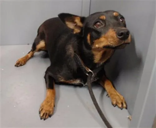 A young medium-sized female Doberman Pinscher dog named Penny for adoption in Downey, CA