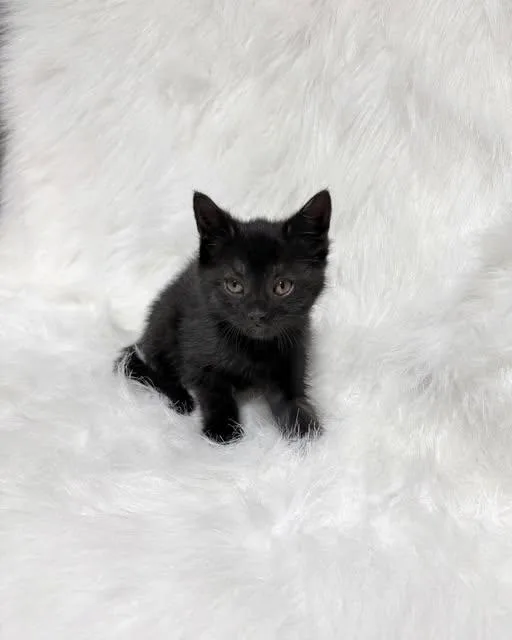 A baby medium-sized female Black Domestic Short Hair cat named Marie Antoinette for adoption in Reading, PA