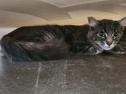 An adult small-sized female Domestic Short Hair cat named Libby for adoption in West Chester, PA