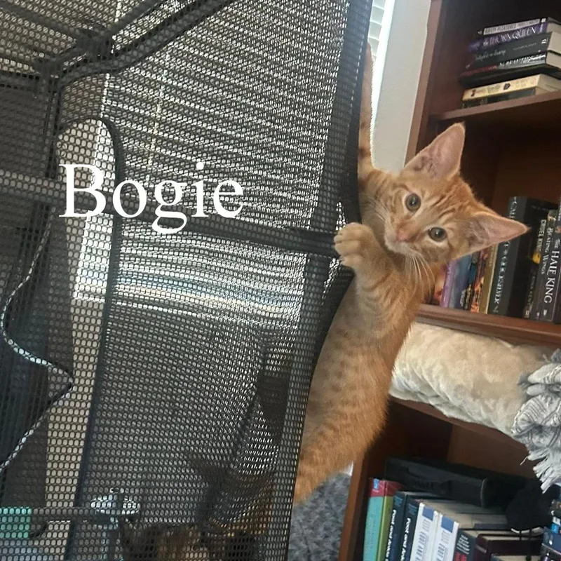 A baby medium-sized male Tabby (Orange / Red) Domestic Short Hair cat named Bogie for adoption in Queen Creek, AZ