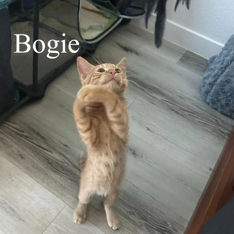Bogie thumbnail 2
