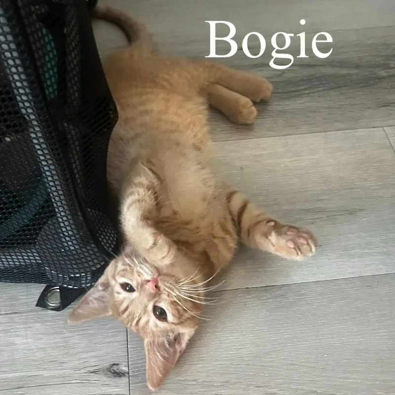 Bogie thumbnail 3