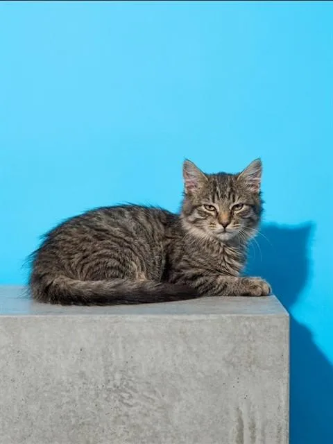 A baby small-sized male Domestic Long Hair cat named Seras for adoption in Jacksonville, FL