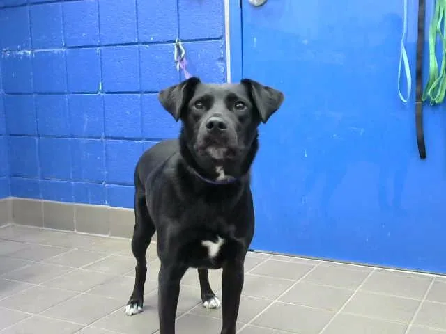 An adult medium-sized male Border Collie dog named Waylon for adoption in Albuquerque, NM
