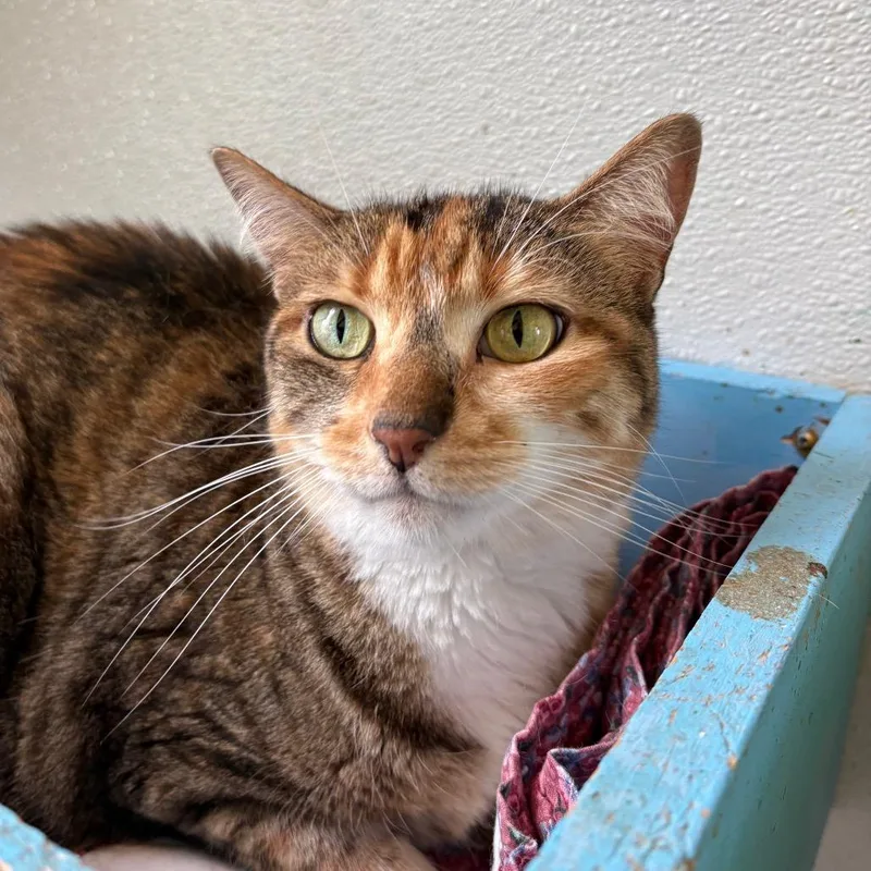 A senior small-sized female Tortoiseshell Domestic Short Hair cat named Punky Noodle for adoption in West Des Moines, IA
