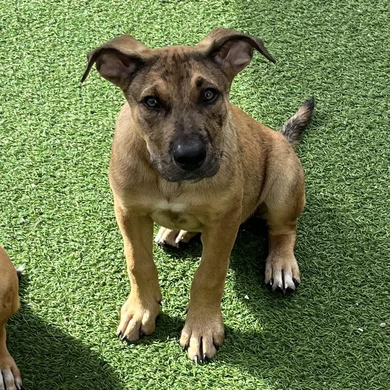 A young medium-sized male Brown / Chocolate Mixed Breed dog named Milk for adoption in LOXAHATCHEE, FL