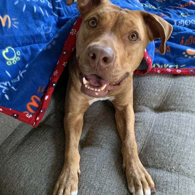 An adult large-sized male Brindle Mixed Breed dog named Boomer for adoption in Sanford, FL
