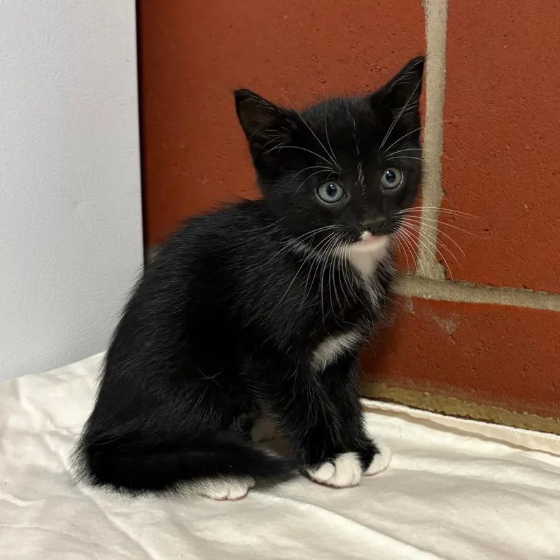 A baby small-sized female Black Domestic Short Hair cat named Genevieve for adoption in Cabot, AR