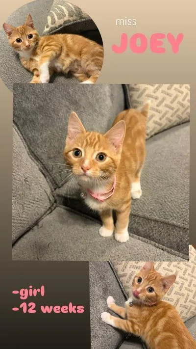 A baby medium-sized female Orange & White Domestic Short Hair cat named Ms Joey for adoption in Mokena, IL