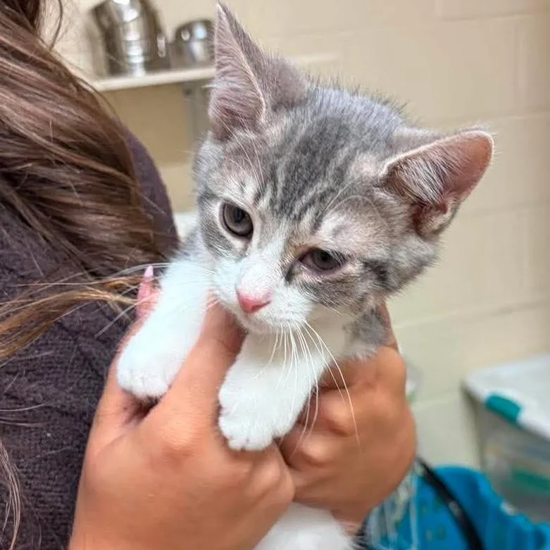 A baby small-sized female American Shorthair cat named Kekata for adoption in Danbury, CT