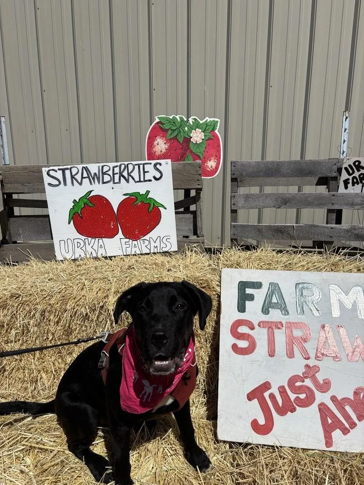 A young large-sized male Black Labrador Retriever dog named Oscar for adoption in Grand Rapids, MI
