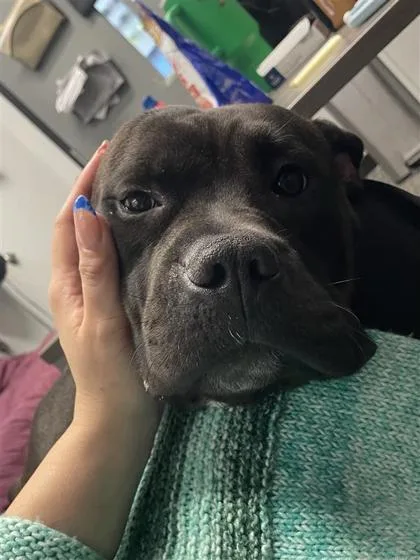 An adult large-sized female Mixed Breed dog named Magpie for adoption in West Chester, PA